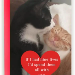 funny cat valentines day gifts for him her, birthday card for men women, sweet anniversary cards cat lovers
